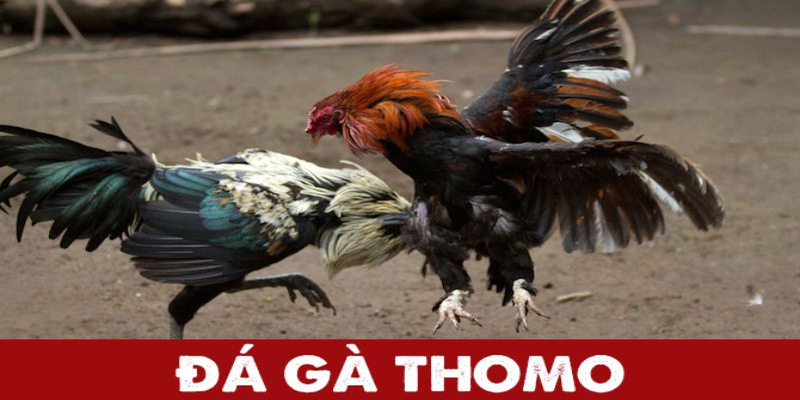 Giới thiệu về luật đá gà thomo dành cho người mới.