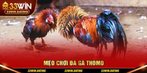 Mẹo chơi đá gà thomo chi tiết tại 33Win